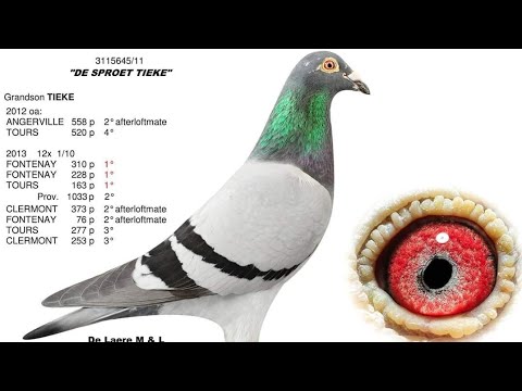Son of Sproet Tieke, winner of 8th national Chateauroux 2021 against 5,140 old pigeons