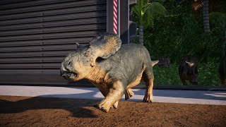 Baby Nasutoceratops