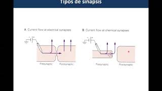 Sinapsis (Parte 1)