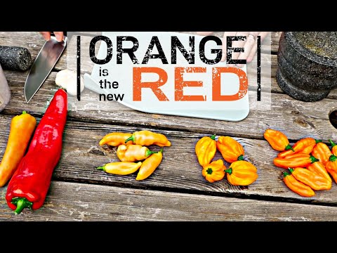 Fermented ORANGE Chilli Hot Sauce - Recipe