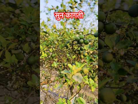 King of lemon, #lemonjuice #lemon #homemadefood #travelwithkhagendra