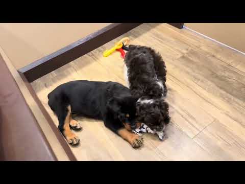 Cocker Spaniel - 4573 video preview