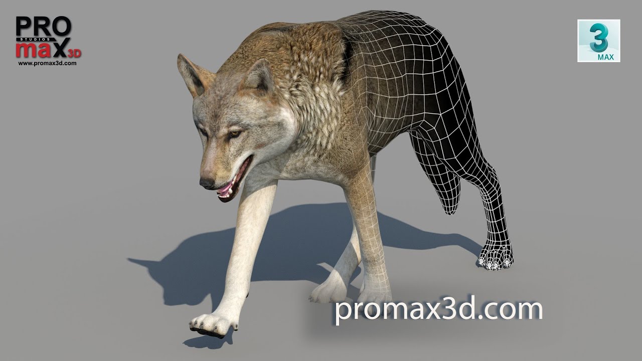 Red Wolf Animated 3D Model