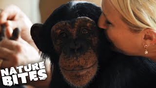 Raising Chimpanzees as Humans | Nature Bites