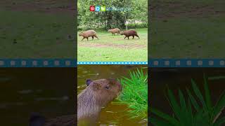 Capybaras #shorts #ngscience