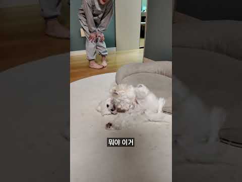 강아지 지렁이댄스 스프레이가 뭐지..?