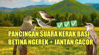 Download lagu pancing kerak basi ombyokan anda dengan suara ini pasti cepat bunyi #kerakbasialishitam mp3
