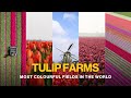 This Flower Used To Be More Expensive Than Homes How The Dutch Grow Tulips