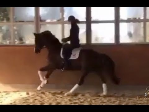 Gelding by Floriscount x Lauries Crusador xx, *2012