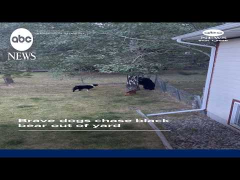 Dogs chase black bear out of yard