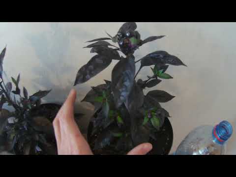 Pěstování Chilli papriček - Pokus s hnojením 8 díl (květová fáze)