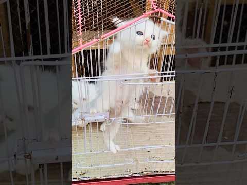 #cat #pets #cutecat #cute ##kitten #cats #catshorts #catlovers #catmemes #catvideo #trendingshorts