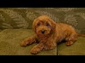 Cavapoo dogs for sale: Allie - Video 1