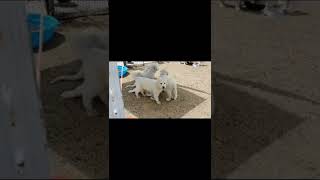 Anatolian Shepherd Puppies Videos