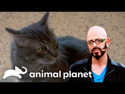 Jackson Re-homes A Cat For the First Time | My Cat From Hell | Animal Planet