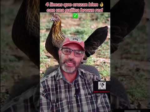 4 lines that cross well with brown red hens ✅