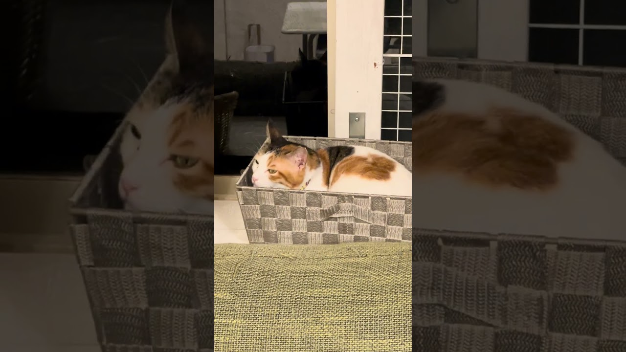 満足ダイソー猫グッズ②#cat #猫好きさんと繋がりたい #猫のいる生活