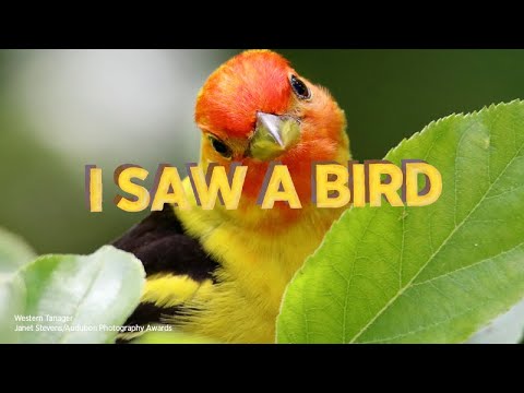 National Audubon Society | Golden Age
