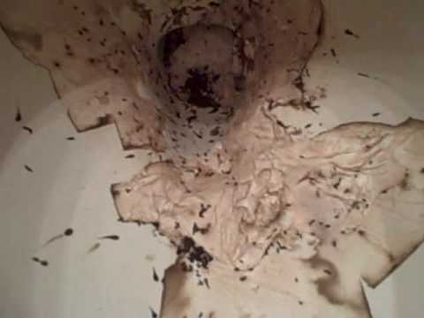 YouTube video about: Where do roaches come from in the bathroom?
