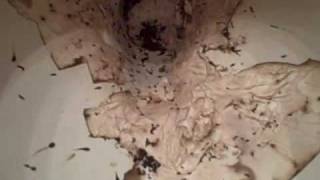 American Roaches coming from Sewer in Toilet (© Bob The Bug Guy)