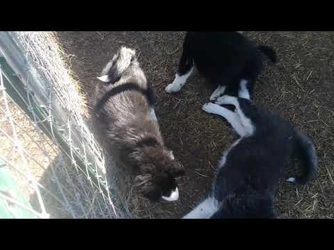 Sg2 And Sg1 And Sg3 At play