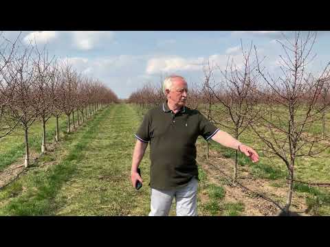 Koja sadnica višnje više plodonosi