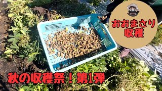 Autumn Harvest Festival! Part 1: We harvested [Omasari]... [Peanuts] [Home Garden]