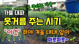 가을대파 웃거름주는 시기 이것 줘야 잎이 겨울 내내  파릇파릇 비료주고 물 주는 이유 대파칼슘비료 대파병충해
