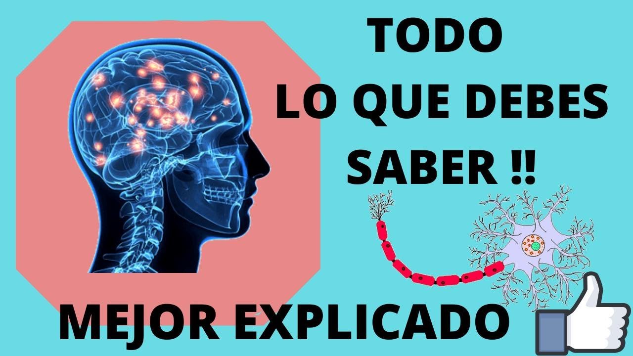 SISTEMA NERVIOSO COMPLETO | TODO EN UNO | SUPER FACIL