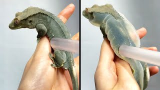 They Overinflated a Lizard