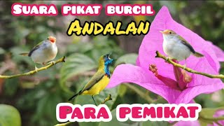 Download lagu Suara Pikat Burcil Andalan Para Pemikat mp3