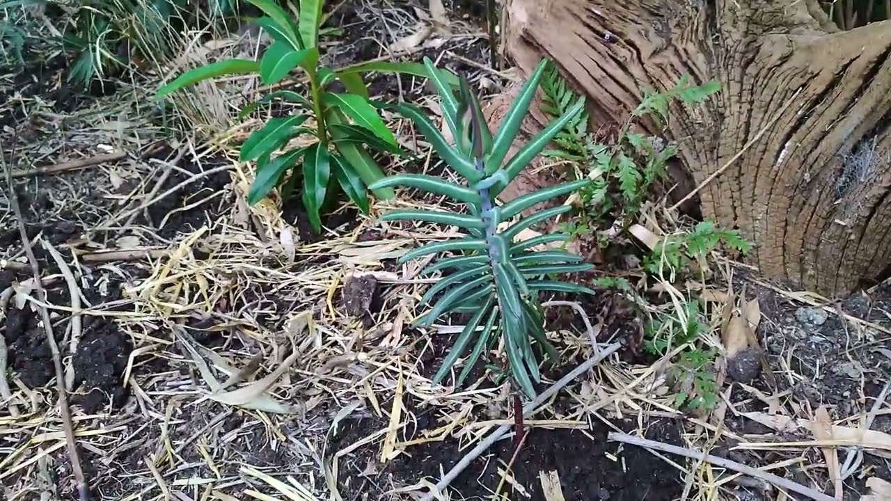 Euphorbia lathyris, caper spurge - YouTube