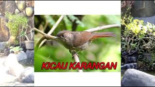 Download lagu MASTERAN/SUARA PIKAT BURUNG FLAMBOYAN GACOR mp3
