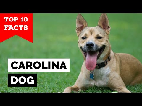 image-Are dogs allowed on Carolina Beach Pier?