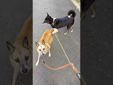 🙀💥angry dog❤Animal lover❤🙀#shorts#youtubeshorts#dog#animal#animallover#pets#streetdogpluto#minivlog#