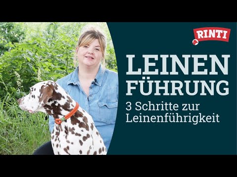 Leinenführigkeit – So läuft dein Hund entspannt an der Leine | RINTI