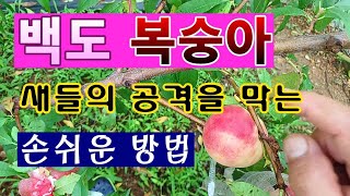 [텃밭농부. 1,151]  백도 복숭아를 새들로 부터 보호하는 간단한 방법 #복숭아재배