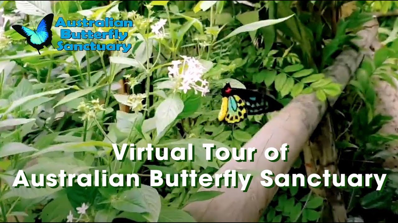 Embark on a virtual tour at Australian Butterfly Sanctuary.
