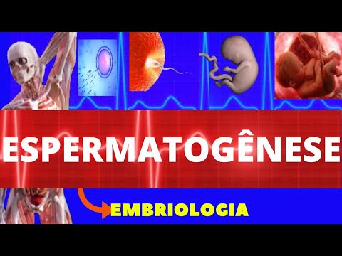 ESPERMATOGÊNESE (GAMETOGÊNESE) - FORMAÇÃO DO ESPERMATOZOIDE - GAMETA MASCULINO - EMBRIOLOGIA