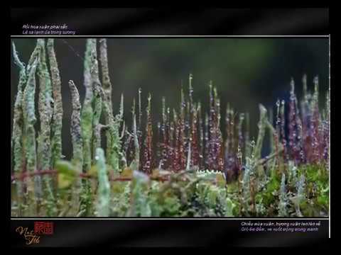 Mưa bụi trong nắng xuân vàng - Ẩn Lan