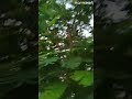 Bolo Ki Ache Go Tomar Aankhi Te