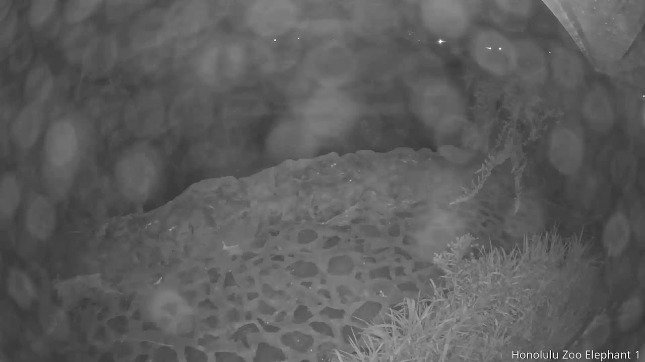 Live webcam view of Honolulu Zoo Elephant Cam