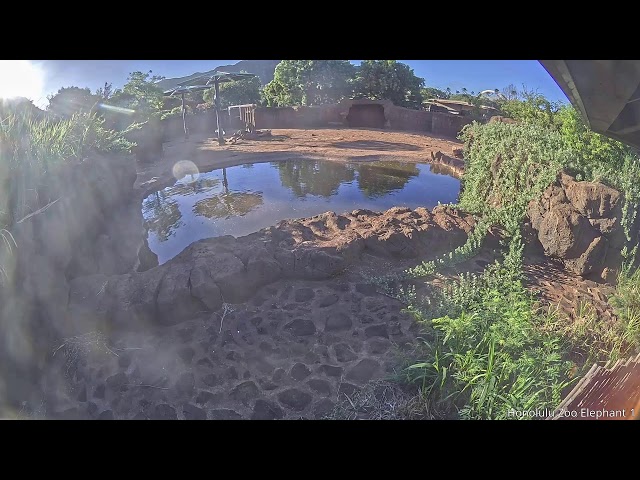 ホノルル動物園の象
