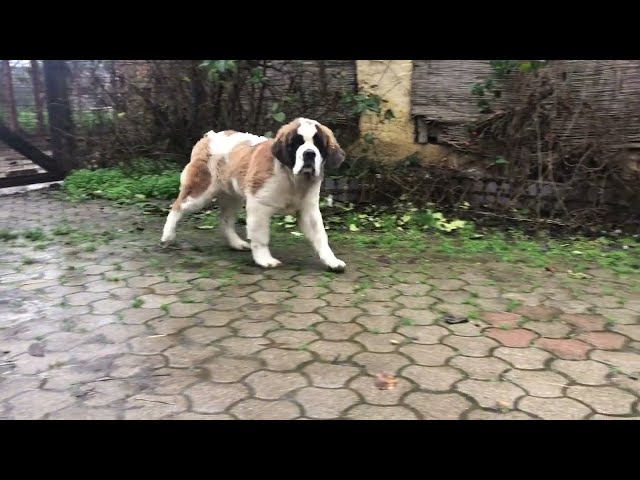 Saint Bernard puppy for sale