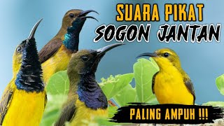 Download lagu Suara Pikat Sogon Paling Ampuh || Pikat sogon ribut Ampuh,, Pikat sogon jantan mp3