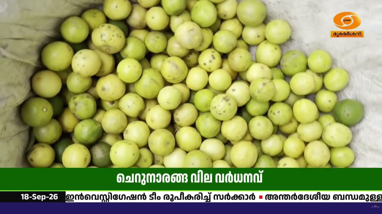 നാരങ്ങാവെള്ളം ഇനി ‘വിലയേറിയ’ ആശ്വാസം | ചെറുനാരങ്ങയ?