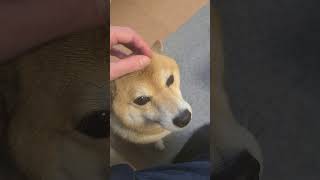 【安定の意味無し】柴犬こと、頭を撫でられる