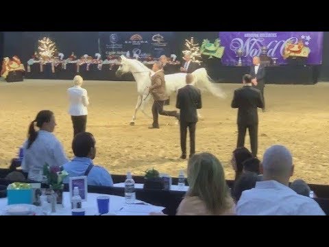 Las Vegas: Arabian Breeders World Cup 2019