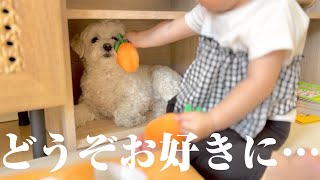 優しすぎる兄犬が妹に好き放題遊ばれてこうなっていました…笑【マルプー×1歳】