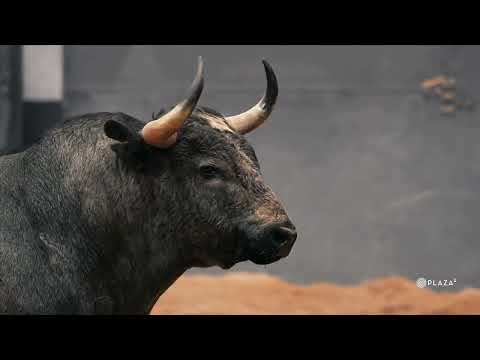 Sorteados los toros de Valdellán para la corrida de toros del Domingo de Ramos en Las Ventas
